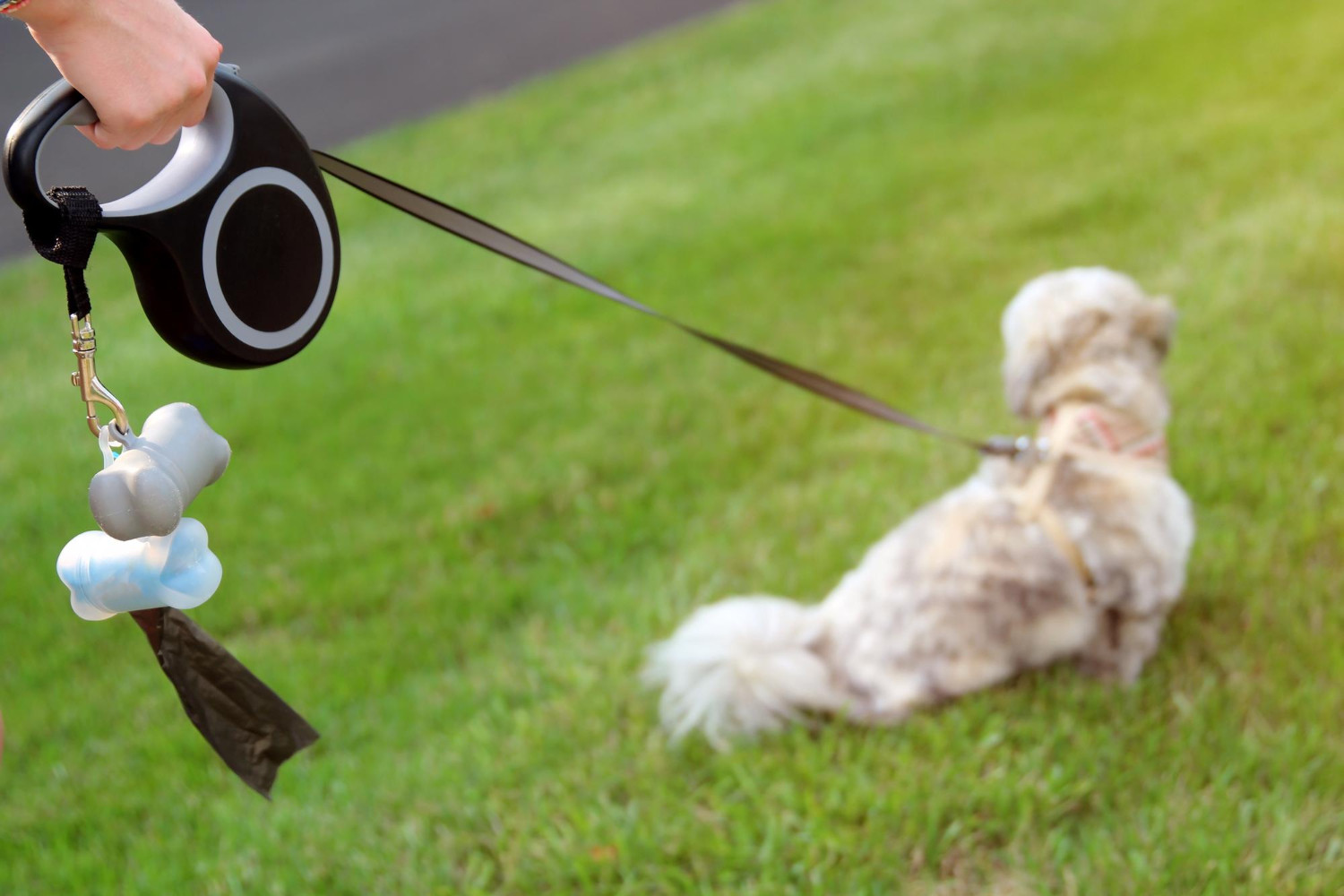 Jak dobrać smycz zwijaną do gabarytu i temperamentu psa - kompletny przewodnik