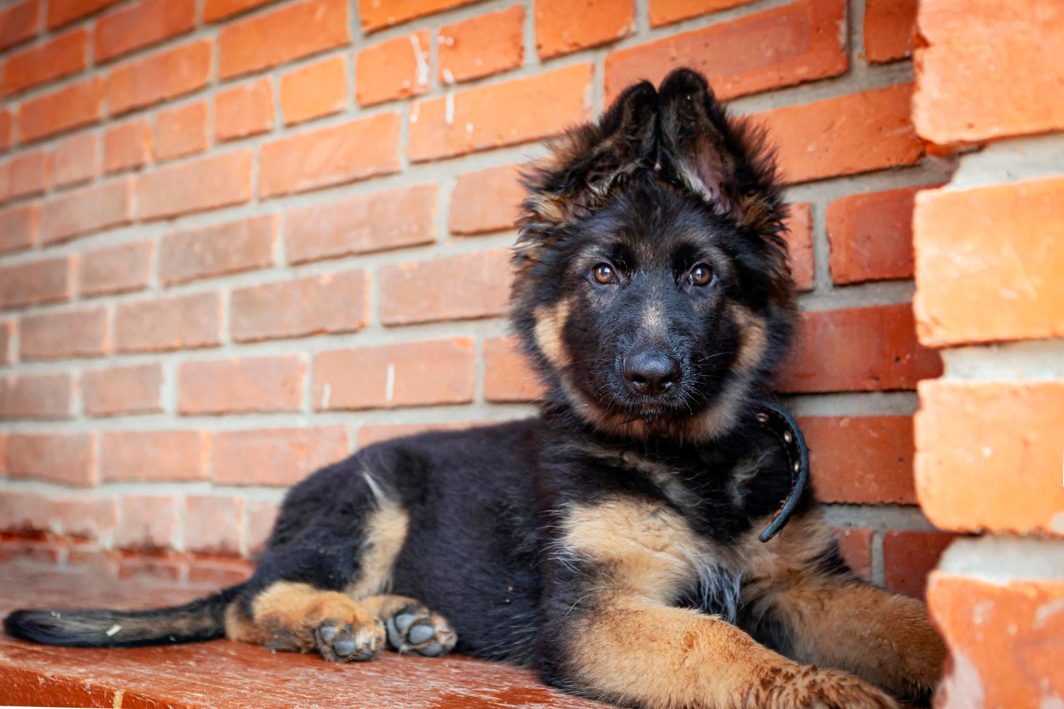 Socjalizacja szczenięcia owczarka niemieckiego - droga do sukcesu